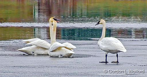 Three Swans On Ice_DSCF5794.jpg - Trumpeter Swans (Cygnus buccinator) photographed along the Rideau Canal Waterway at Smiths Falls, Ontario, Canada.